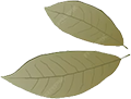 Rincón De Especias